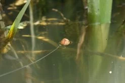 Korda - Kruiser Control Surface Line -Wilde Visserij Winkel large 7