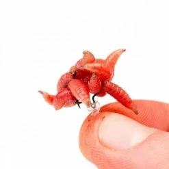 Nash - Maggot Screw -Wilde Visserij Winkel maggotins3.2e16d0ba.fill 600x600 1